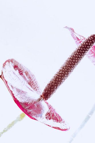 Anthurium in ice 3 by Marc Heiligenstein