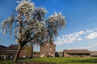 Blossoming by Wim Roebroek thumbnail