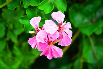 prachtige bloem