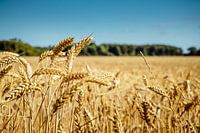 Grainfield