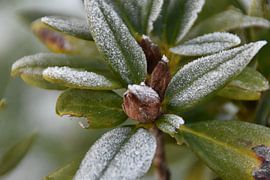 winter by Anita De Kleine