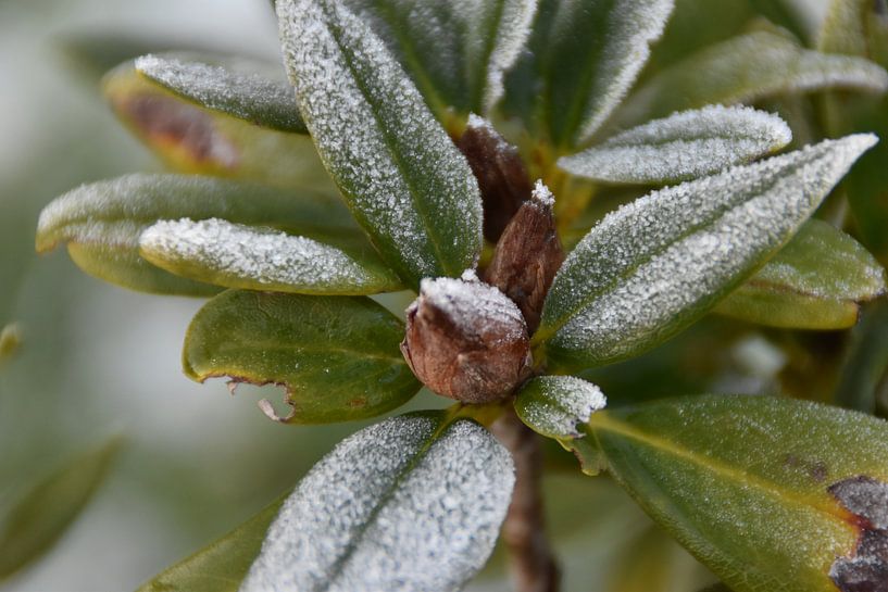 winter by Anita De Kleine