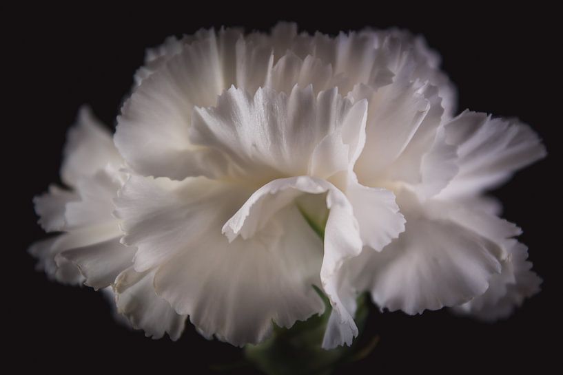 Kunst Nelke von Sandra Hazes