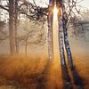 drie berken in avondlicht ( Veluwe) van Els Fonteine