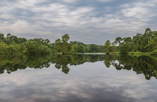 Forêts et marais d'Oisterwijk