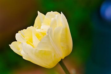romantic yellow tulip by Miny'S