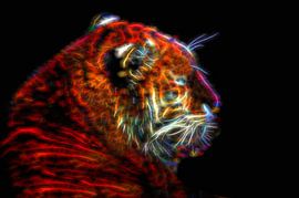 Tiger-Glowing by Leo Huijzer