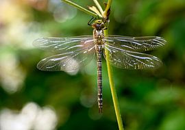 Makro einer Libelle von ManfredFotos