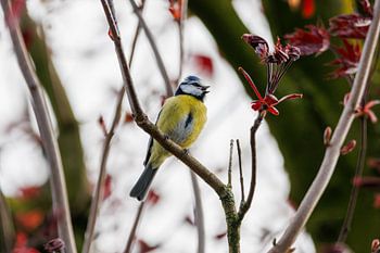 Blaumeise auf einem Baum