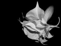 White Dream