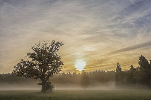 Zon en mist op een ochtend in oktober in Irndorfer Hardt - Natuurpark Opper-Donau