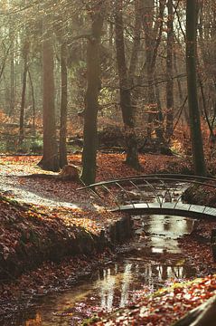 Herfst in het bos van Nancy van Verseveld