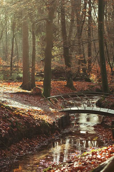 Herbst im Wald von Nancy van Verseveld