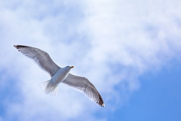 Voler haut - Mouette dans le ciel sur R Smallenbroek