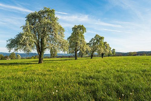 Bloeiende perenbomen