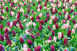 Hyacinten tulpen en blauwe druifjes  von Dennis van de Water