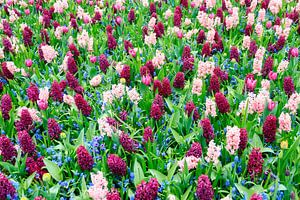 Hyacinten tulpen en blauwe druifjes 
