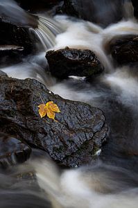 Herfstblad in de stroom