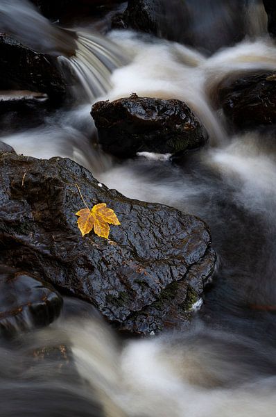 Herfstblad in de stroom van Raoul Baart