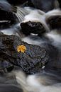 Herfstblad in de stroom van Raoul Baart thumbnail