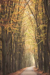 Herbstfarben im Park um Schloss Broekhuizen
