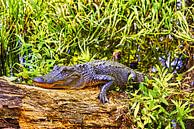 L'alligator dans le marais de Honey Island par Atelier Liesjes Aperçu