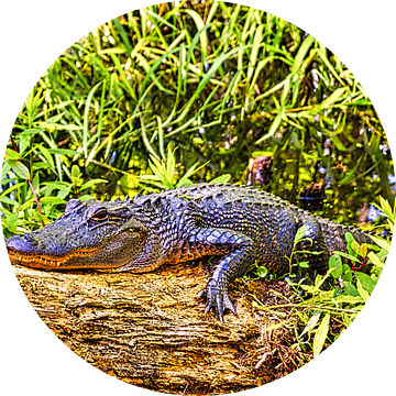Alligator in Honey Island Swamp van Atelier Liesjes