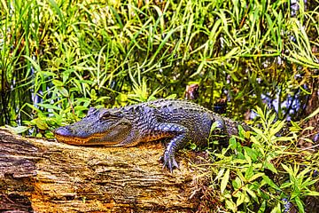 Alligator im Honig-Insel-Sumpf von Atelier Liesjes