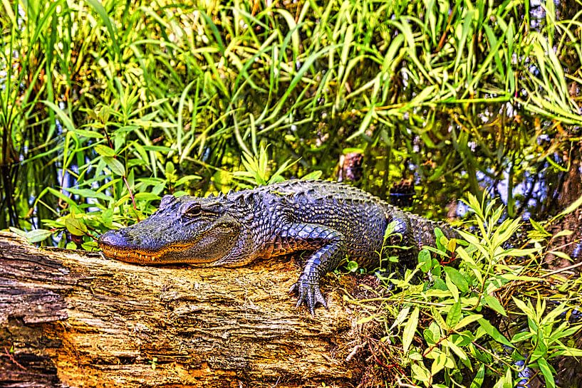L'alligator dans le marais de Honey Island par Atelier Liesjes