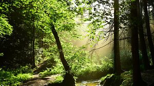 Idyllischer Sonnenaufgang in einem Wald mit Bach