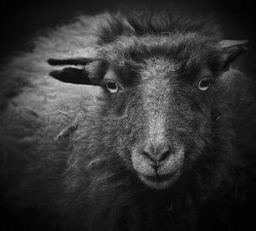 It's in the eyes (black and white) by Maickel Dedeken