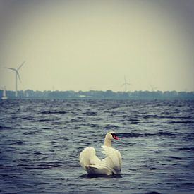 Beautiful swan posing for the camera, Netherlands sur Daniel Chambers