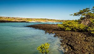 Zeekust van de Galapagos