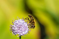 Abeille sur une fleur