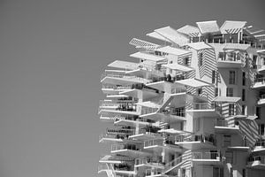 L'arbre blanc, Montpellier