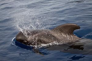 Griend bij La Gomera by Marcel Antons