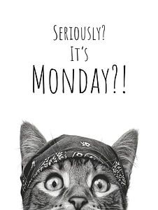 Monday hater