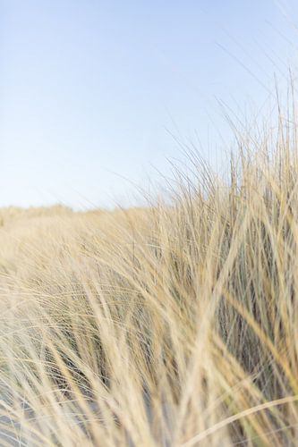 Strand en Duinen 