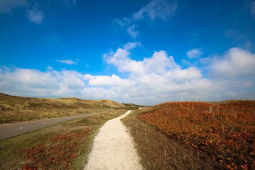 De nederlandse duinen prachtige kleurrijke natuur foto op canvas in duingebied
