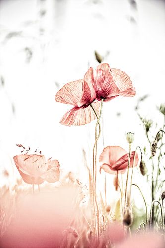 Dis-moi que tu m'aimes