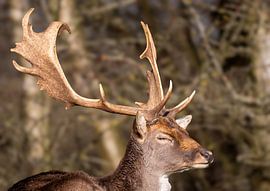 Damhirsch mit prächtigem Geweih von Wendy van der Klift-Bartelings