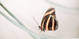 Gestreepte oranje heliconian van Kim Meijer