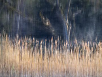 Abstract beeld van reflecties van riet en bomen in het water. van Jos Pannekoek