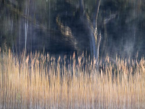 Abstract beeld van reflecties van riet en bomen in het water.