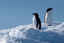 Two Adelie penguins on an iceberg in the sea by Anges van der Logt
