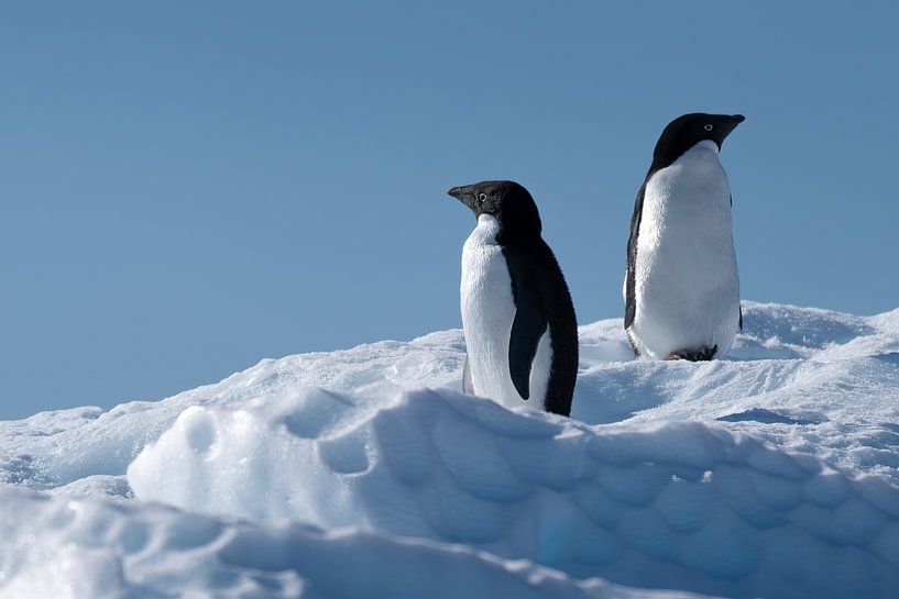 Twee Adelie pinguïns op een ijsberg in zee van Anges van der Logt