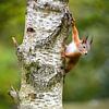 rode eekhoorn van Andy van der Steen - Fotografie