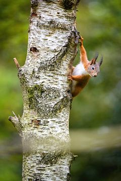 rode eekhoorn van Andy van der Steen - Fotografie