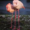 Souplesse van een Flamingo van Karin Bazuin