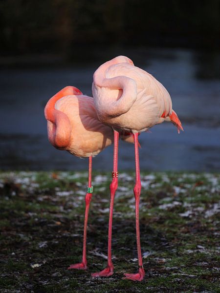 Flexibilität eines Flamingos von Karin Bazuin
